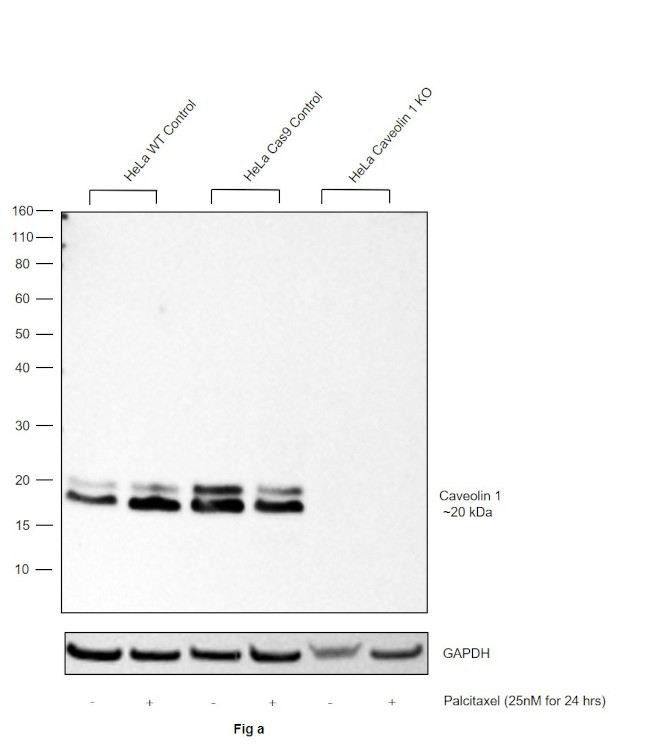 Caveolin 1 Antibody