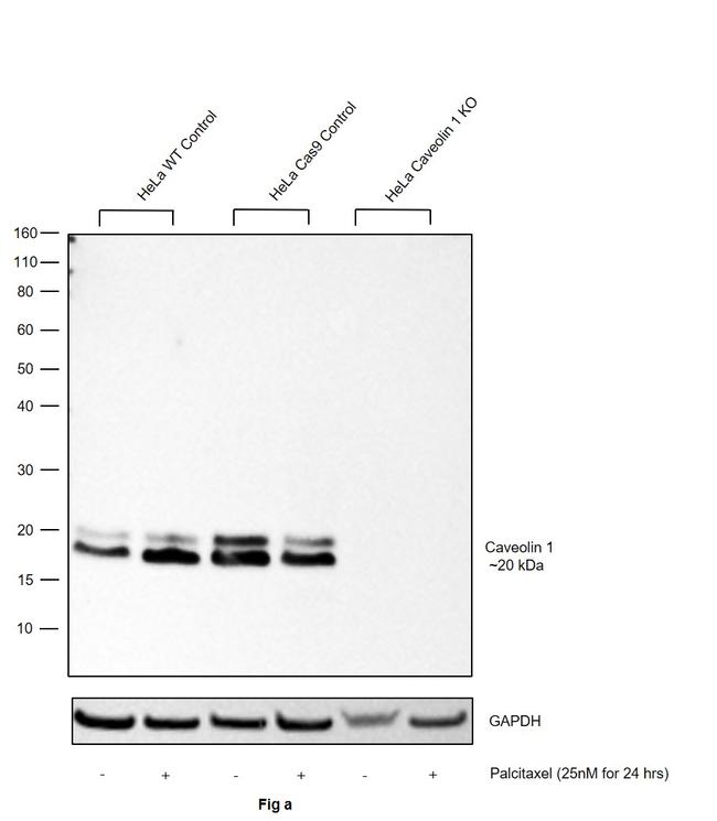 Caveolin 1 Antibody in Western Blot (WB)