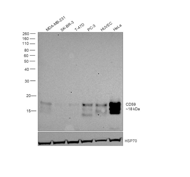 CD59 Antibody