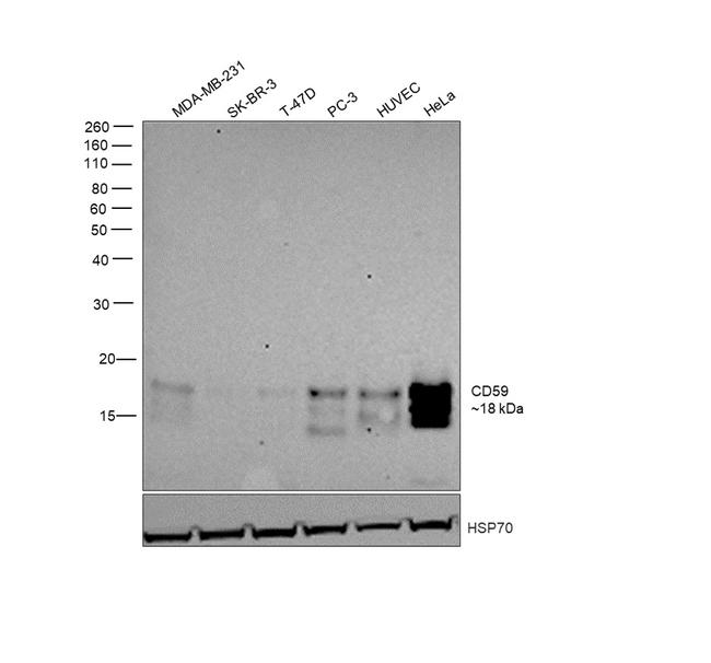 CD59 Antibody in Western Blot (WB)