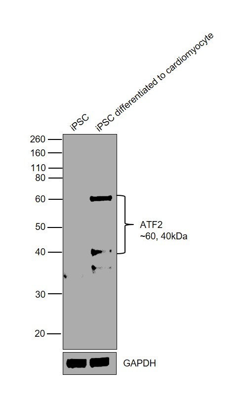 ATF2 Antibody