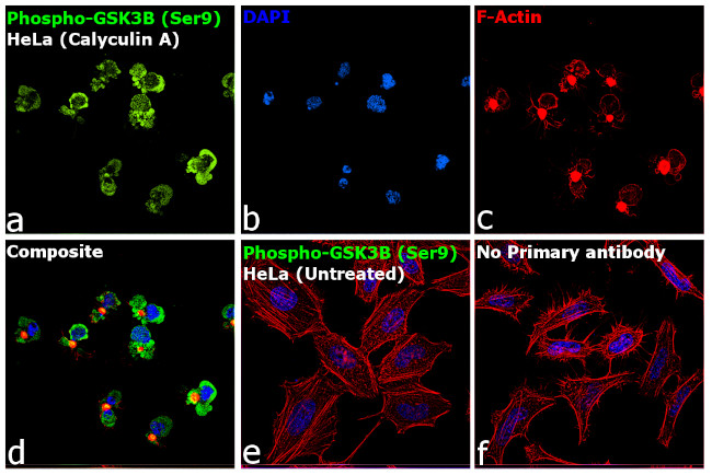 Phospho-GSK3B (Ser9) Antibody in Immunocytochemistry (ICC/IF)