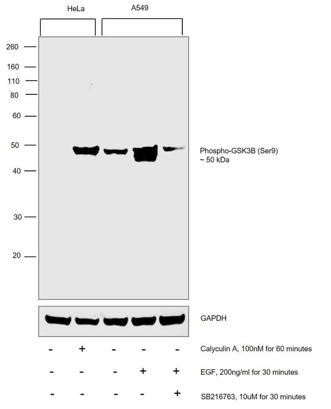 Phospho-GSK3B (Ser9) Antibody in Western Blot (WB)