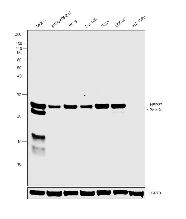 HSP27 Antibody