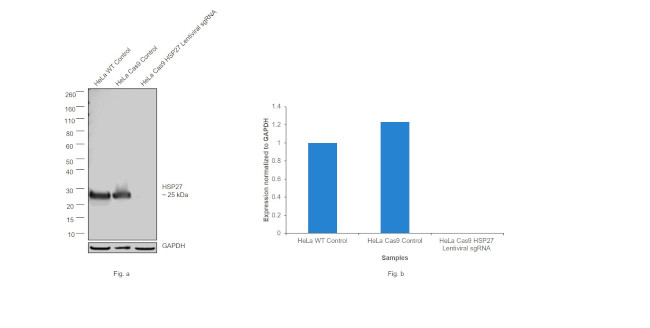 HSP27 Antibody