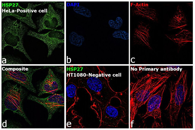 HSP27 Antibody in Immunocytochemistry (ICC/IF)