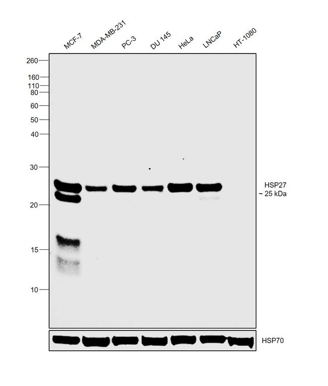 HSP27 Antibody in Western Blot (WB)