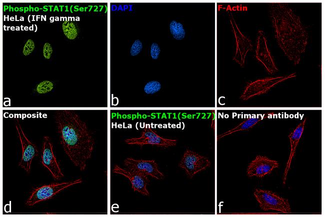 Phospho-STAT1 (Ser727) Antibody