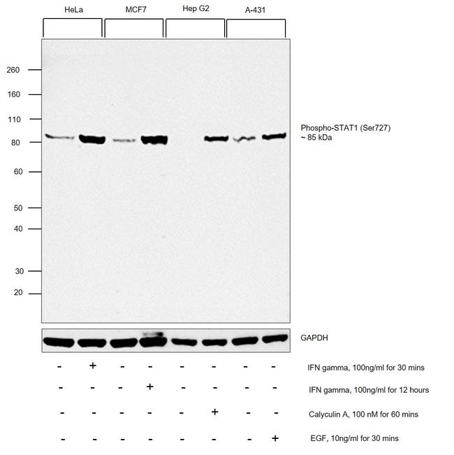 Phospho-STAT1 (Ser727) Antibody in Western Blot (WB)