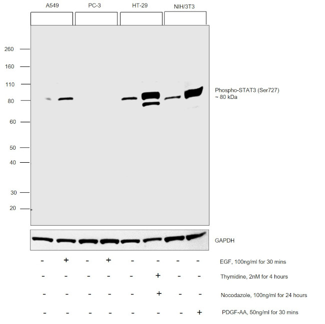 Phospho-STAT3 (Ser727) Antibody