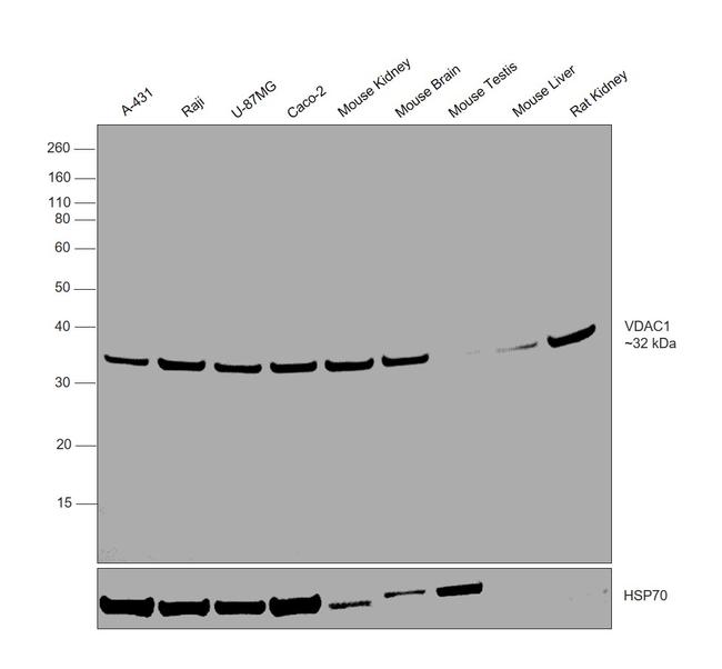 VDAC Antibody in Western Blot (WB)