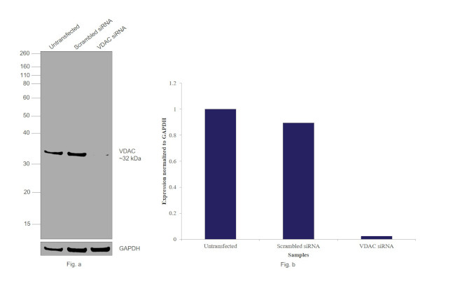 VDAC Antibody