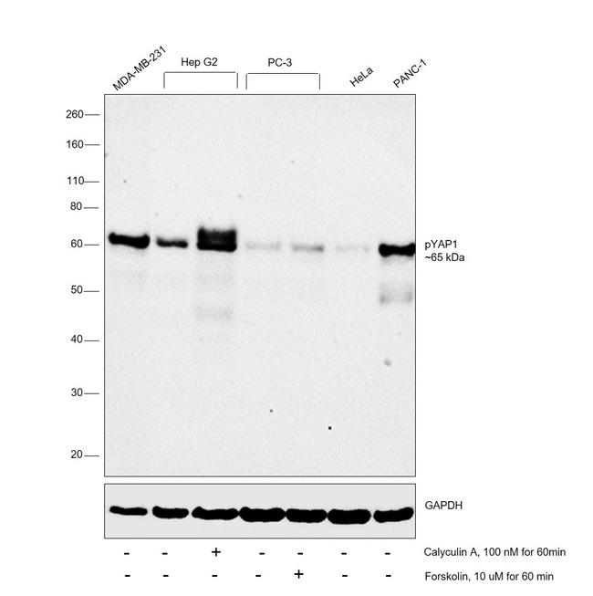 Phospho-YAP1 (Ser127) Antibody
