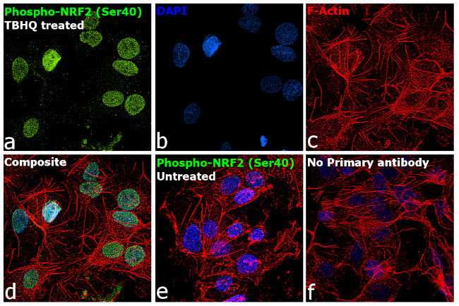 Phospho-Nrf2 (Ser40) Antibody in Immunocytochemistry (ICC/IF)