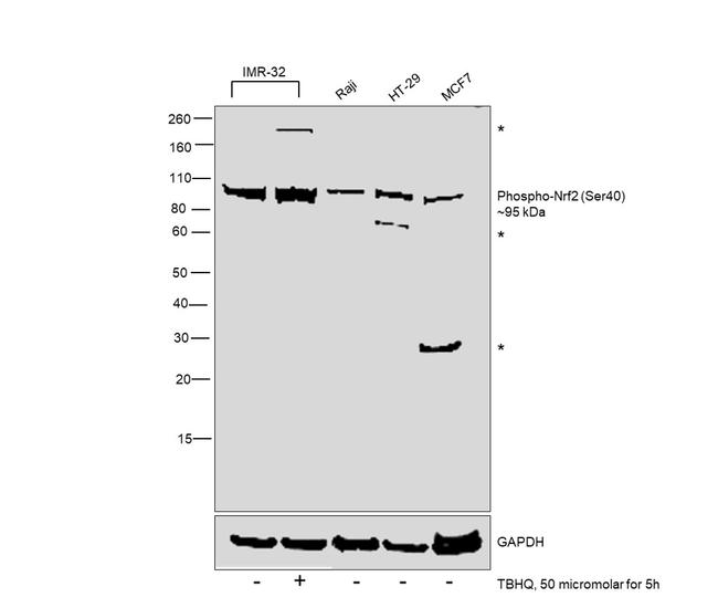 Phospho-Nrf2 (Ser40) Antibody in Western Blot (WB)