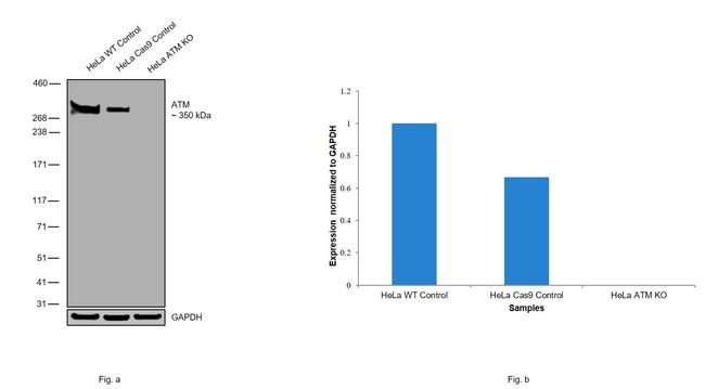 ATM Antibody in Western Blot (WB)