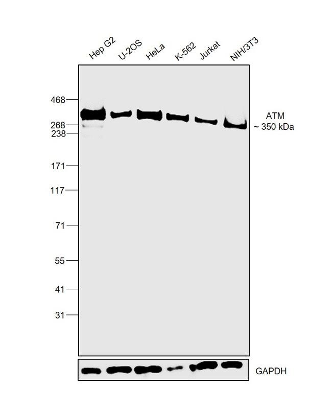 ATM Antibody in Western Blot (WB)