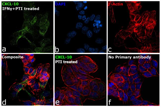 CXCL10 Antibody