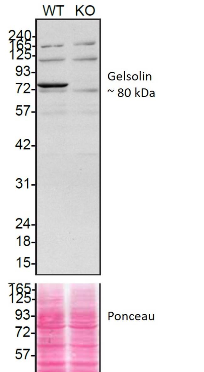 Gelsolin Antibody in Western Blot (WB)