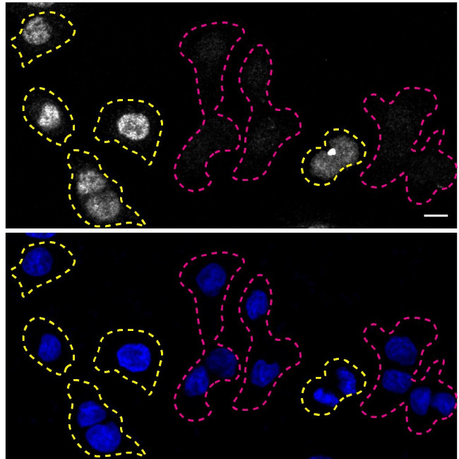 RXRA Antibody in Immunocytochemistry (ICC/IF)