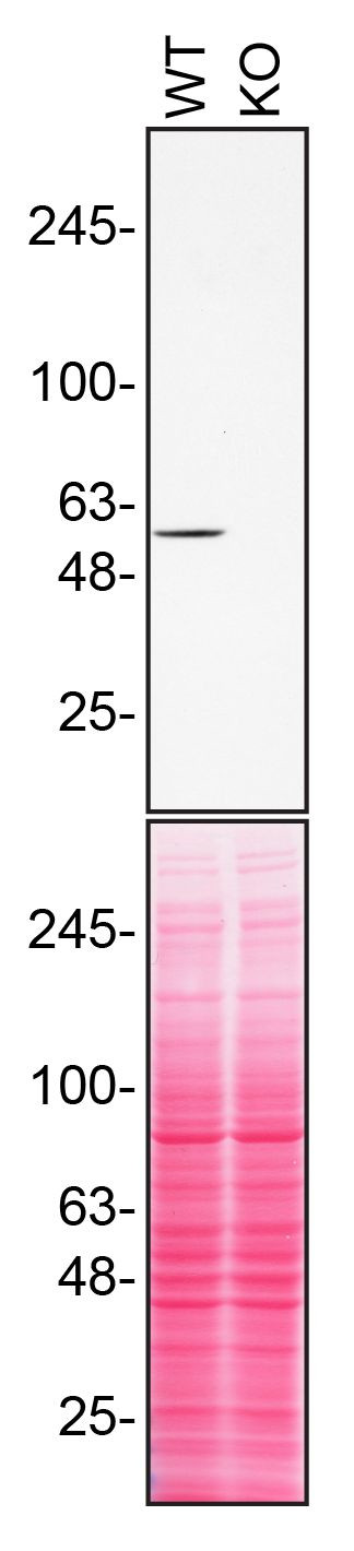 RXRA Antibody