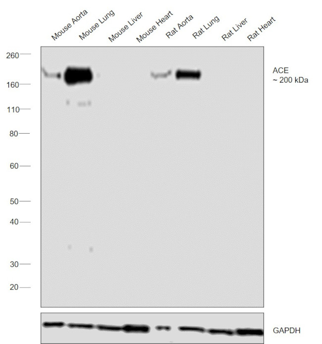 ACE Antibody