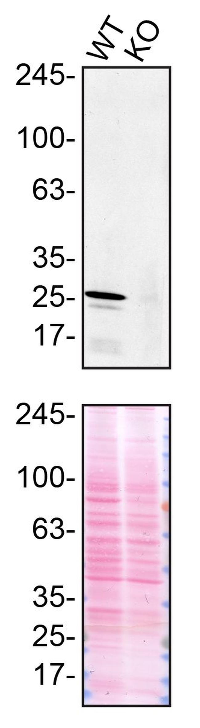 CHMP2B Antibody in Western Blot (WB)