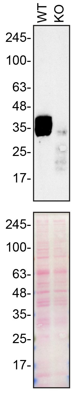 SFRP1 Antibody
