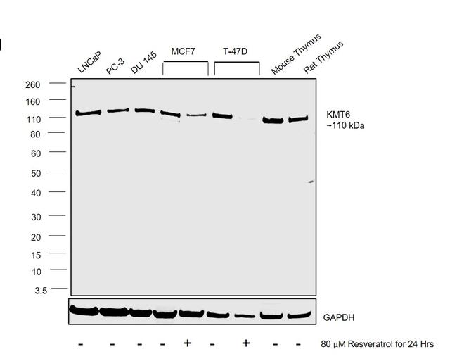 EZH2 Antibody in Western Blot (WB)