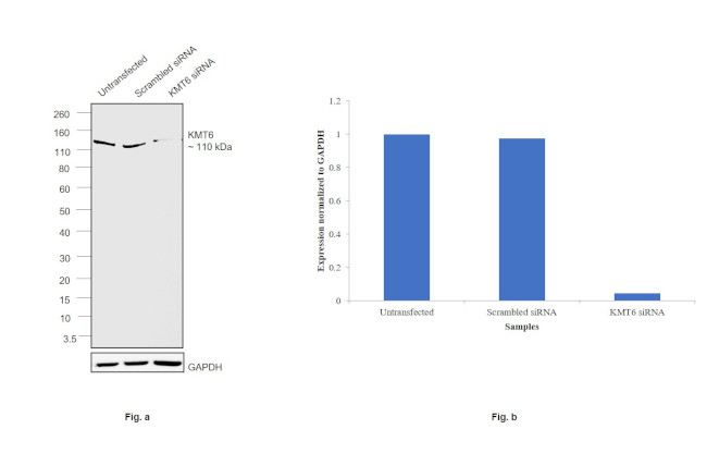 EZH2 Antibody