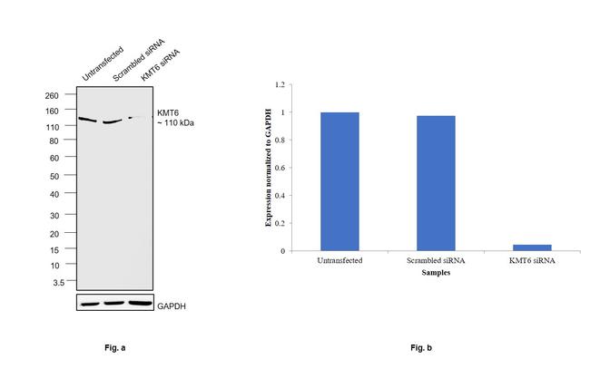 EZH2 Antibody in Western Blot (WB)