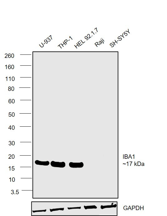 IBA1 Antibody