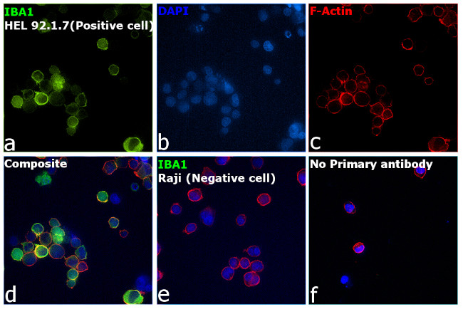 IBA1 Antibody in Immunocytochemistry (ICC/IF)