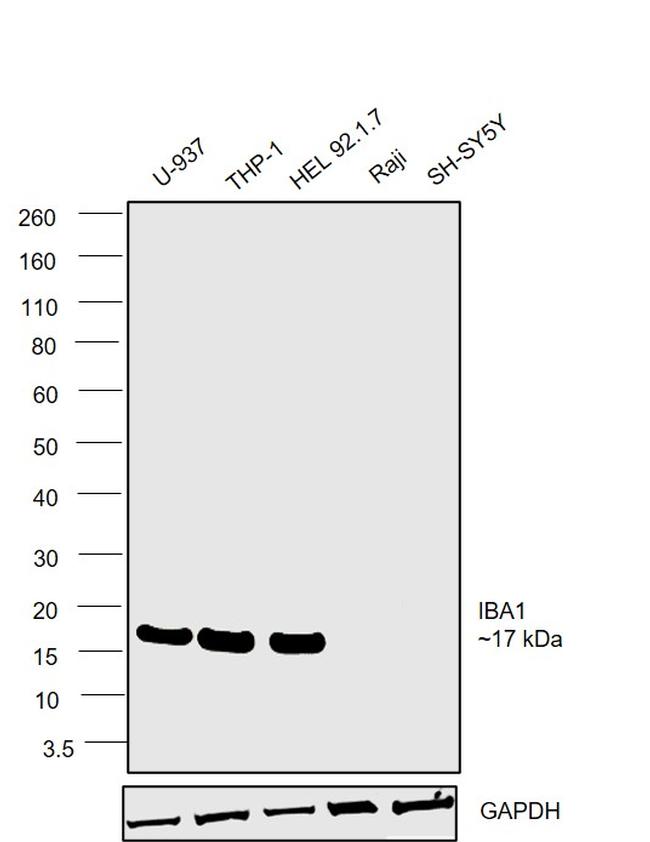 IBA1 Antibody in Western Blot (WB)