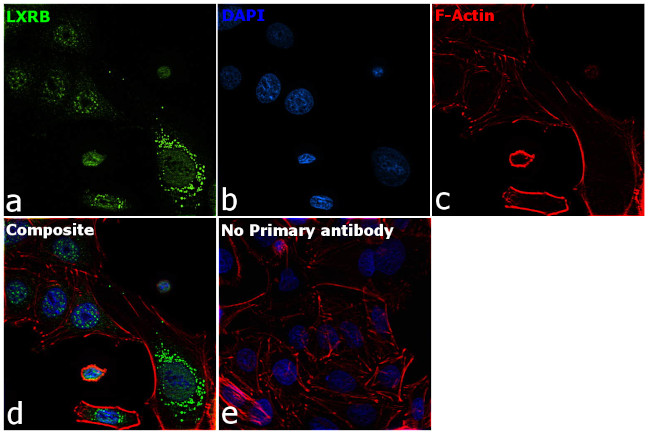 LXR beta Antibody in Immunocytochemistry (ICC/IF)