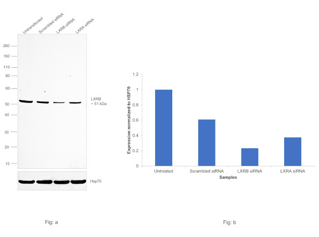 LXR beta Antibody