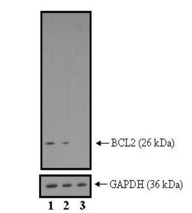 Bcl-2 Antibody in Western Blot (WB)