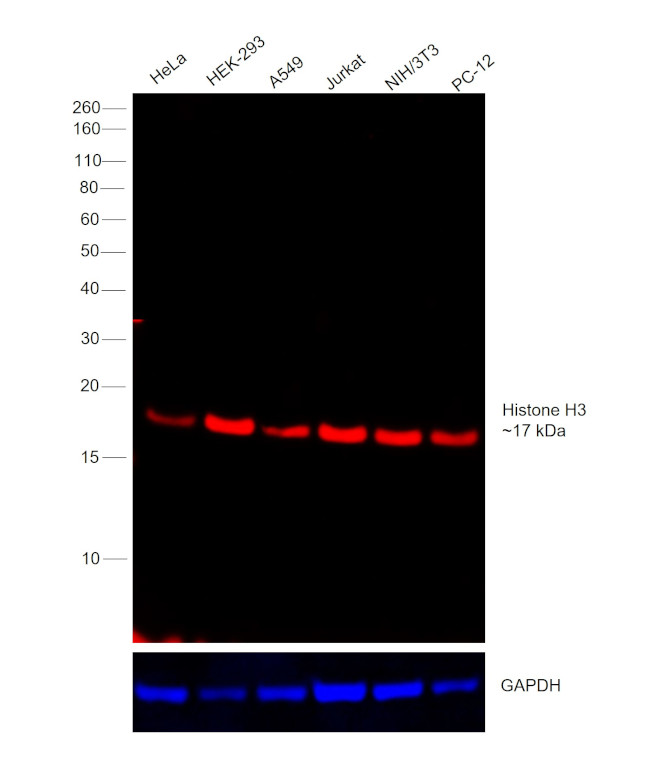 Histone H3 Antibody in Western Blot (WB)