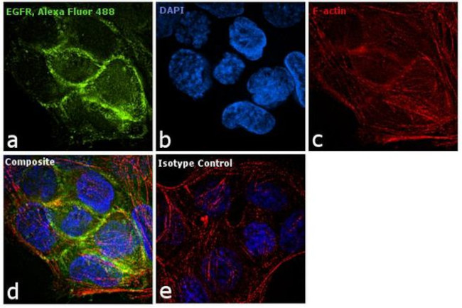 EGFR Antibody in Immunocytochemistry (ICC/IF)