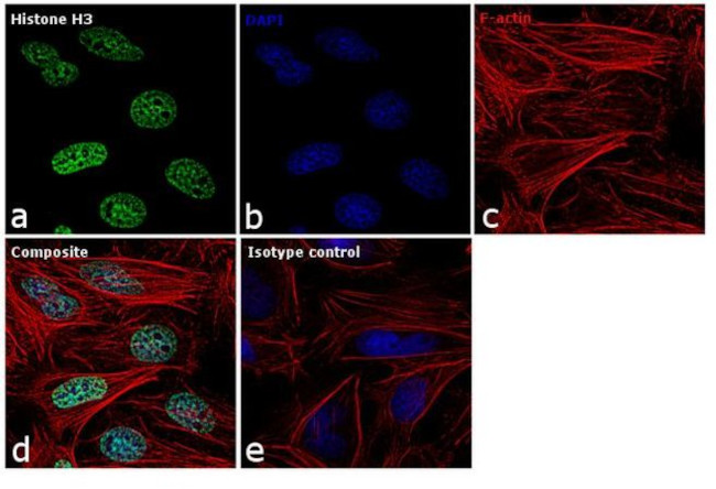 Histone H3 Antibody in Immunocytochemistry (ICC/IF)