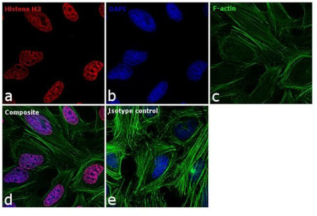 Histone H3 Antibody in Immunocytochemistry (ICC/IF)