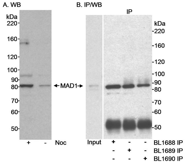 MAD1 Antibody in Western Blot (WB)