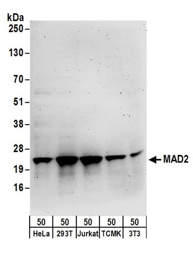 MAD2 Antibody in Western Blot (WB)