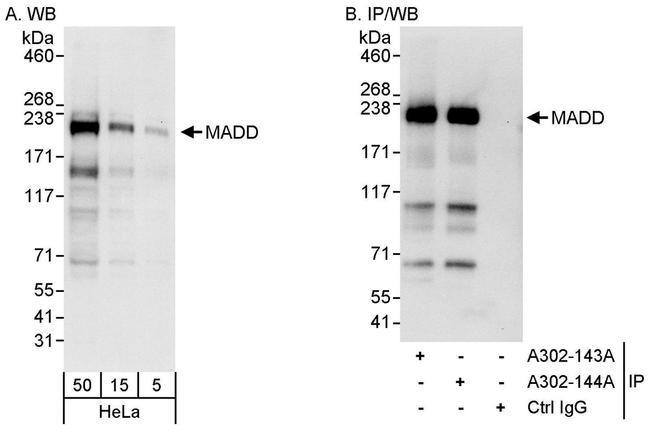 MADD Antibody in Western Blot (WB)