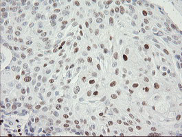 MAFB Antibody in Immunohistochemistry (Paraffin) (IHC (P))