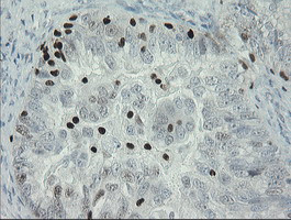 MAFB Antibody in Immunohistochemistry (Paraffin) (IHC (P))