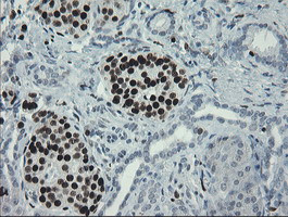 MAFB Antibody in Immunohistochemistry (Paraffin) (IHC (P))