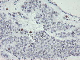 MAFB Antibody in Immunohistochemistry (Paraffin) (IHC (P))