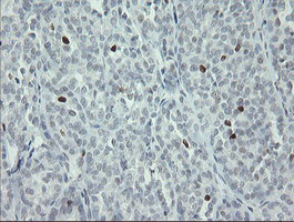 MAFB Antibody in Immunohistochemistry (Paraffin) (IHC (P))