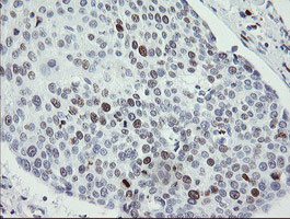 MAFB Antibody in Immunohistochemistry (Paraffin) (IHC (P))